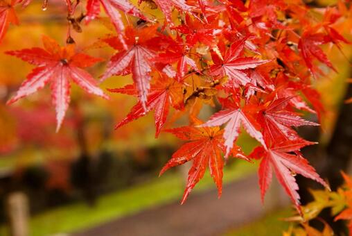 今熊野観音の紅葉 11月,秋,紅葉の写真素材