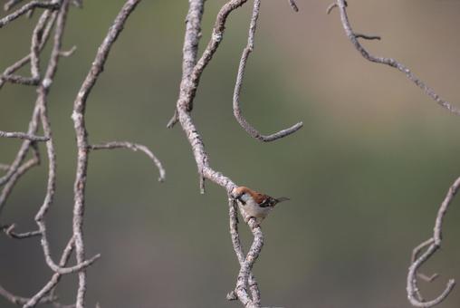 ニュウナイスズメ ニュウナイスズメ,野鳥,小鳥の写真素材