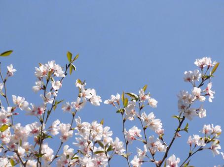 葉桜⑥ 葉桜⑥ 桜,葉桜,ボタニカルの写真素材