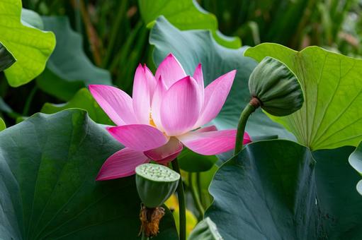 Summer lotus, JPG