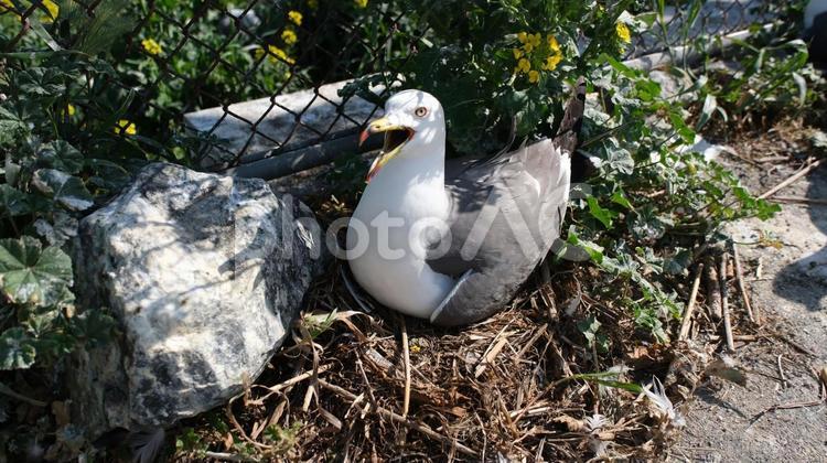 蕪島神社で巣作りをするウミネコk18 うみねこ,ウミネコ,鳥の写真素材