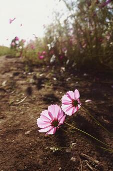 コスモス畑の地面と裏から見たコスモスの花です コスモス畑の地面と裏から見たコスモスの花ですの写真