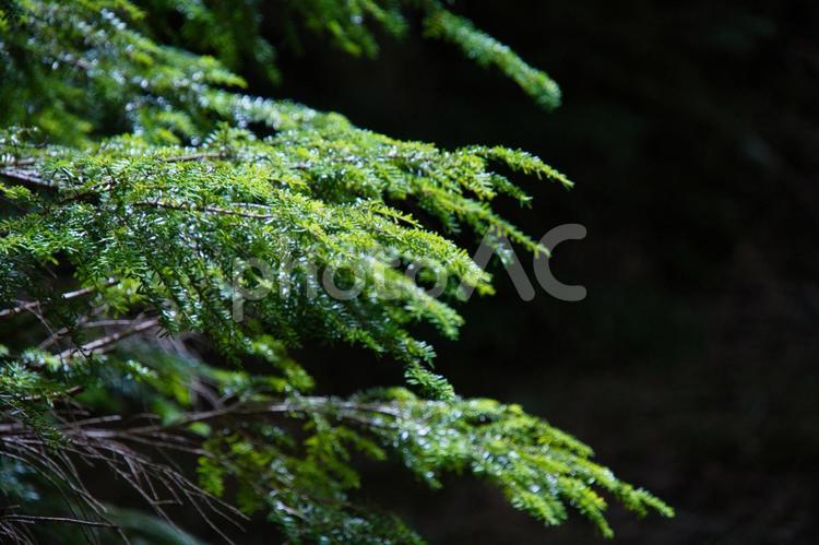 八ヶ岳の森の風景 八ヶ岳,森,林の写真素材