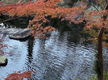 紅葉 紅葉,西の丸庭園,紅葉渓庭園の写真素材
