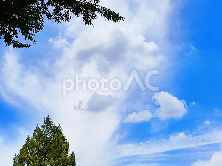 木と爽やかな空 空,晴れ,晴天の写真素材