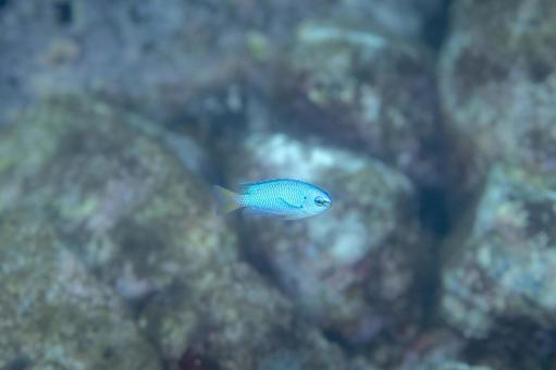 青く輝くスズメダイの横姿 スズメダイ,熱帯魚,魚の写真素材