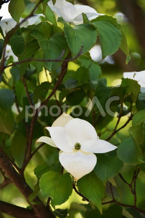 ヤマボウシ（山法師） ヤマボウシ,山法師,花の写真素材