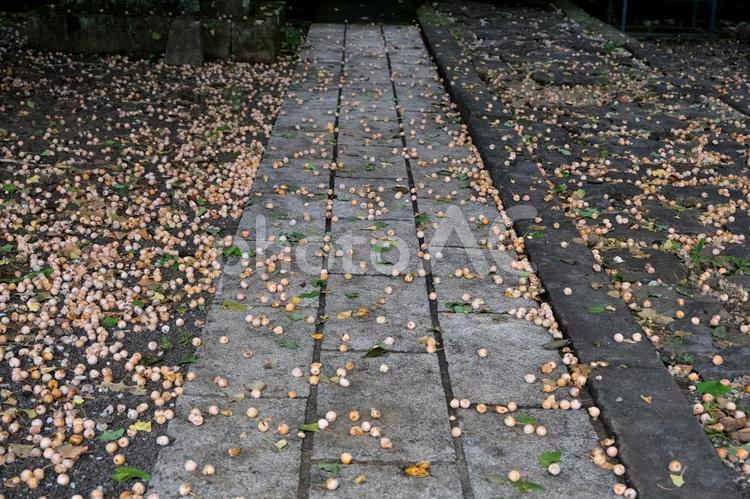 境内に落ちた銀杏 イチョウ,銀杏,秋の写真素材