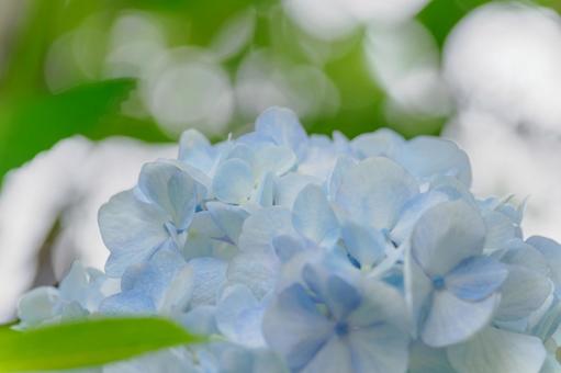 Hydrangea(95), JPG Hydrangea(95), JPG