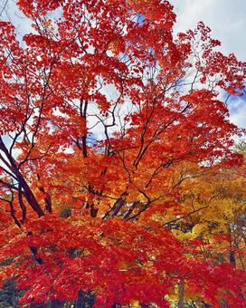 紅葉 札幌 中島公園12 紅葉,風景,もみじの写真素材