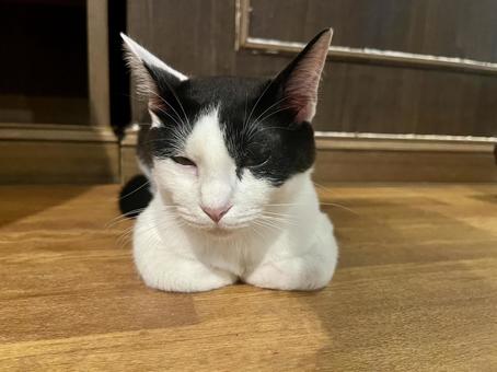 箱猫 箱猫の写真