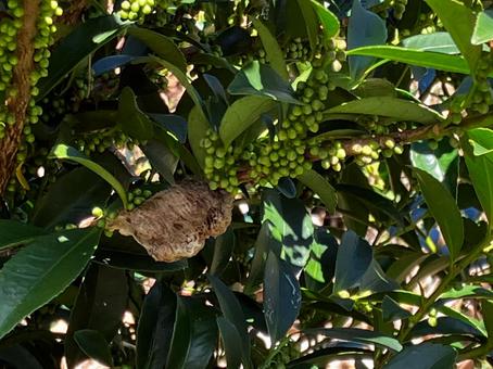 カマキリの卵 カマキリの卵 草むら,屋外,自然の写真素材