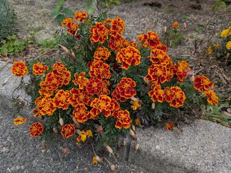 マリーゴールド マリーゴールド,オレンジ色の花,風景の写真素材
