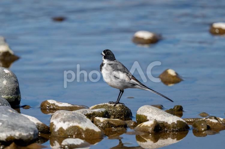 水辺のハクセキレイ ハクセキレイ,相模川,野鳥の写真素材