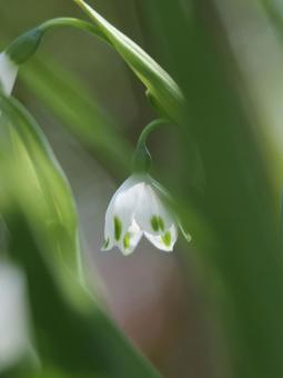 植物 植物の写真