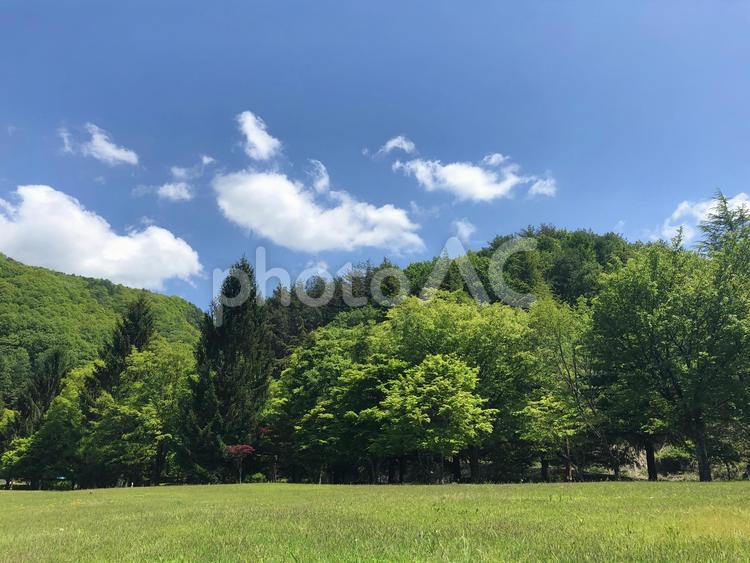 緑の木々と芝生と青空／新緑のイメージ素材 緑,新緑,グリーンの写真素材