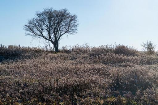 霜が降りた野に立つ一本の木 一本木,霜,凍てつくの写真素材