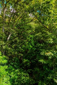 【鳥取】鳥取市の砂丘に抜ける森の写真