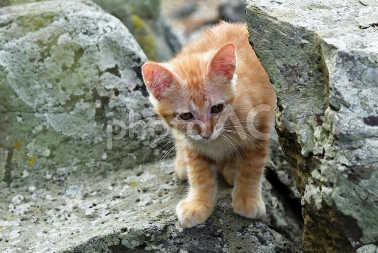 子猫　のぞき見 子猫,こねこ,ネコの写真素材
