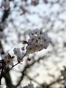 桜 桜の写真