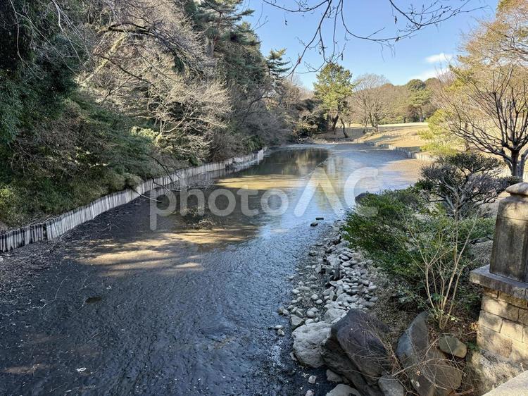 明治神宮　冬の北池　干上がる 北池,都会,都心の写真素材
