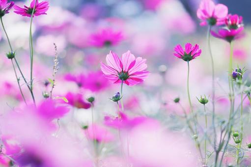 華やかなコスモス畑 華やかなコスモス畑 コスモス,秋,花の写真素材