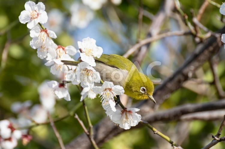 メジロと梅の花 梅,花,メジロの写真素材
