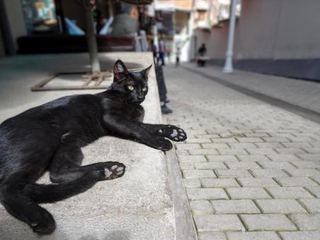 黒猫と石畳の坂 黒猫と石畳の坂 猫,黒猫,道の写真素材