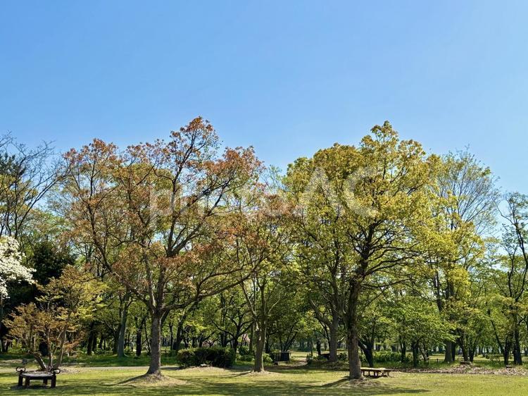 晴れた日は公園へ 木,木々,樹木の写真素材