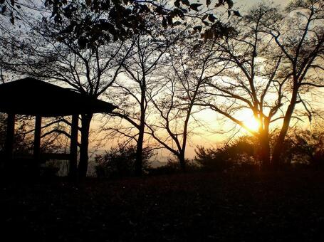 夕日と木 夕日と木の写真