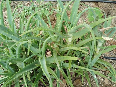 キダチアロエ キダチアロエ アロエ,キダチアロエ,多肉植物の写真素材