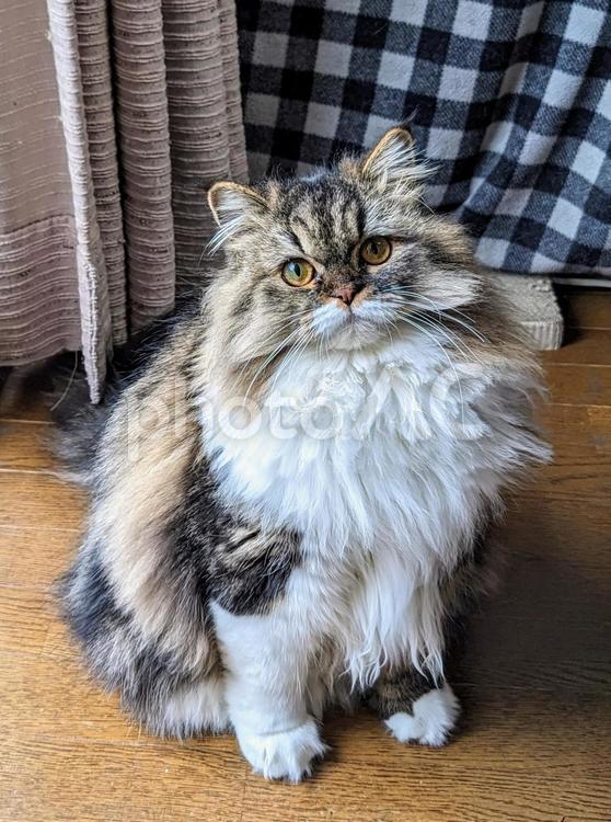 おてんば娘 猫,ネコ,ねこの写真素材