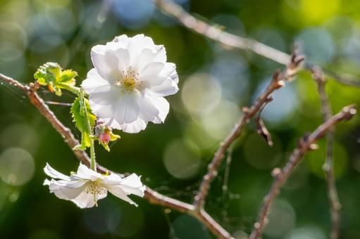 コブクザクラ⑶ コブクザクラ⑶ 花,コブクザクラ,玉ボケの写真素材