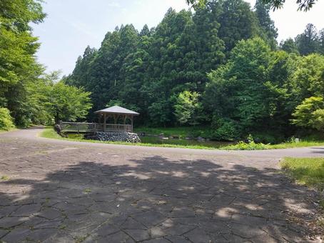 初夏 公園,水辺,森林の写真素材