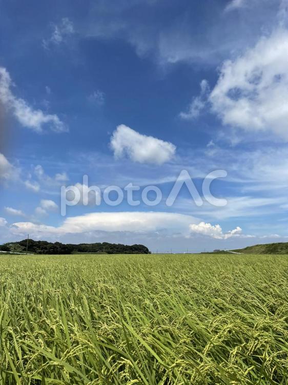田舎　空　背景　縦 夏,田んぼ,田園の写真素材