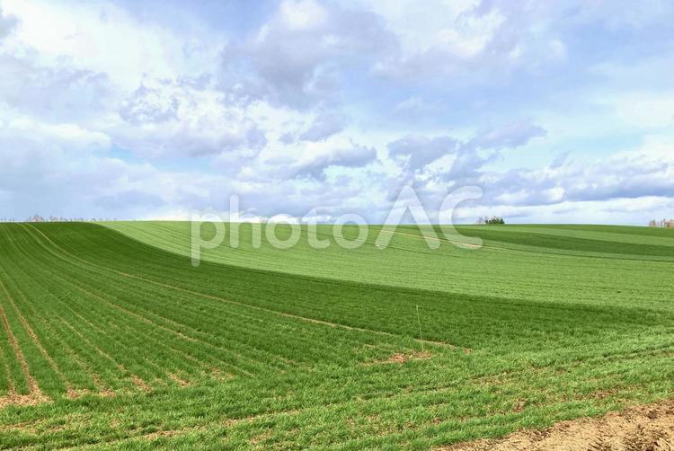 空と大地のグラデーション 麦畑,農業,新緑の写真素材