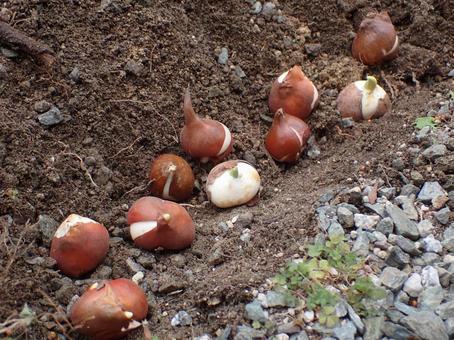 Photo, tulip, bulb, spring, 