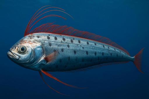 珍しい深海魚リュウグウノツカイの優雅な姿 珍しい深海魚リュウグウノツカイの優雅な姿の写真