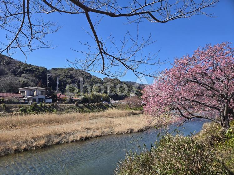 伊豆　河津桜　さくらまつり 桜,花見,静岡県の写真素材