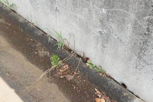 コンクリートの隙間に生えた雑草 コンクリートの隙間に生えた雑草の写真