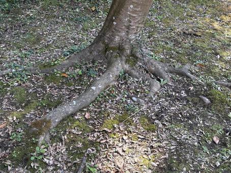 木の根 木の根,背景,庭の写真素材