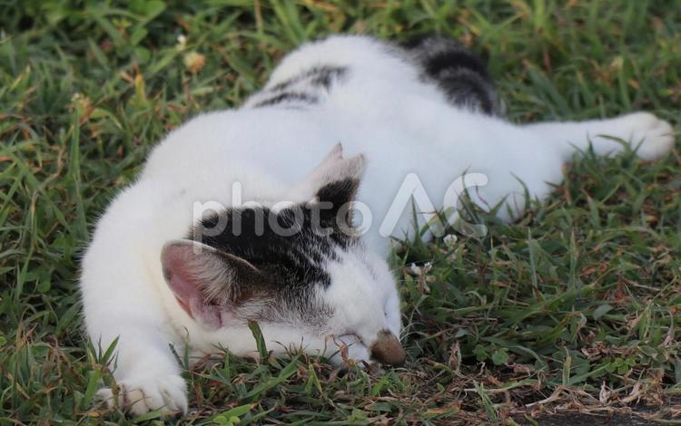 公園ネコ　沖縄県　南城市玉城奥武島 ねこ,かわいい,のんびりの写真素材
