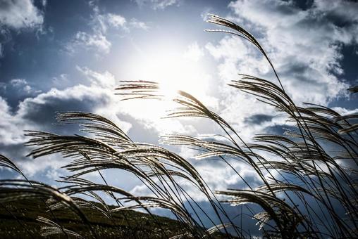 ＜素材＞秋の空に浮かぶ太陽とススキの穂 ススキ,空,サンセットの写真素材