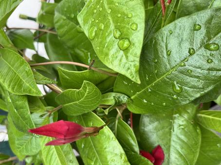 露 緑,9月,みどりの写真素材