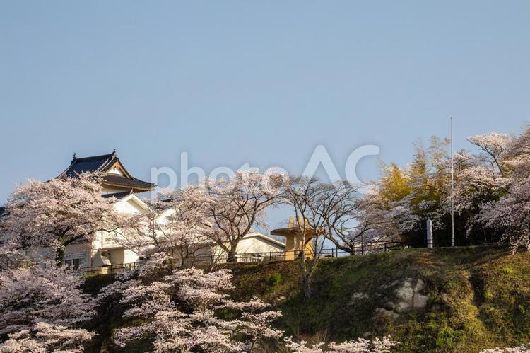 大衡城青少年交流館の桜⑵ 春の風景,花,サクラの写真素材