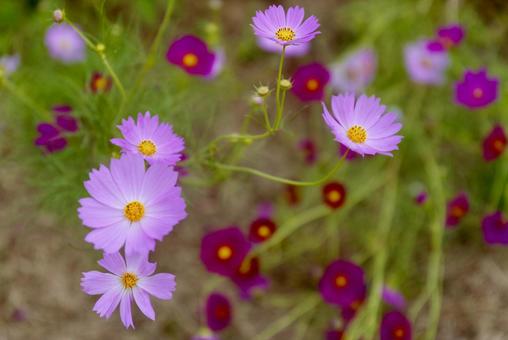 金立公園に咲く秋桜の写真