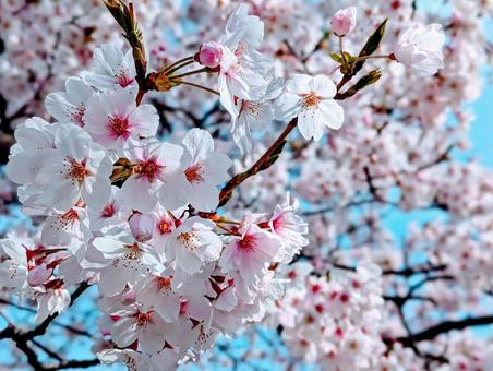青空と満開の桜 青空と満開の桜 春,サクラ,ソメイヨシノの写真素材