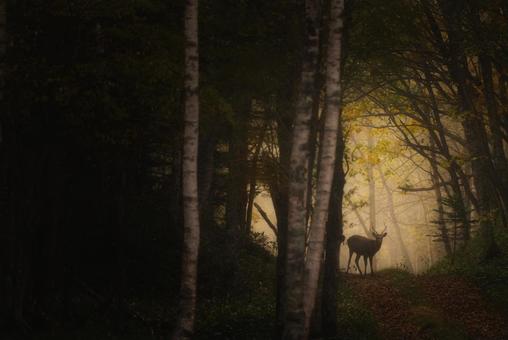 森の中で輝く美しい鹿の写真
