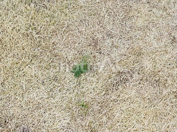 ふかふかの冬芝生 ふかふか,冬,芝生の写真素材