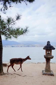 海辺を歩く鹿 海辺を歩く鹿 鹿,シカ,海の写真素材